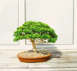 bonsai tree